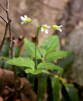 Broadleaf Toothwort (Cardamine diphylla)