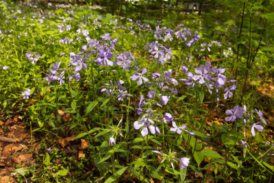 Wild Blue Phlox (Phlox divaricata) 