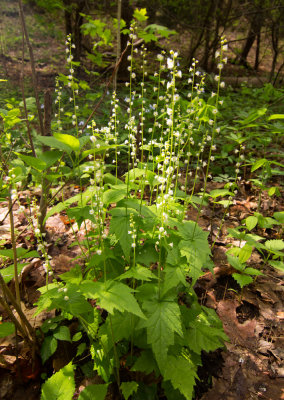 Miterwort (Mitella diphylla)