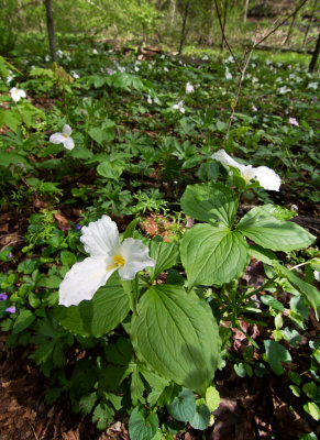 Trillium grandiflorum