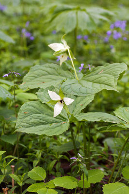 Trillium erectum