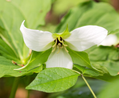 Trillium erectum