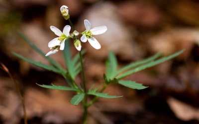 Cut-Leaf Toothwort (Cardamine concatenata) 