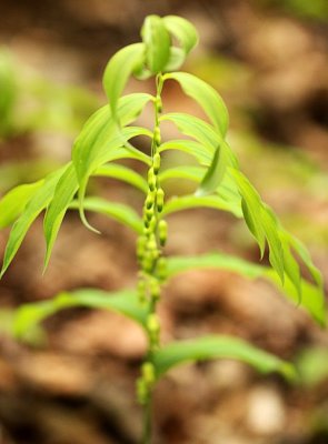 Solomon's Seal (Polygonatum biflorum)