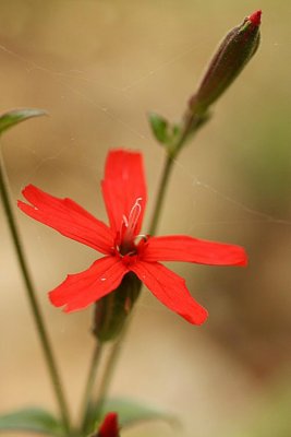 Fire Pink (Silene virginica)