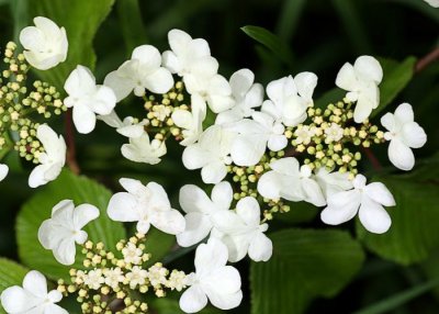 Hobblebush (Viburnum lantanoides)