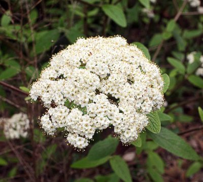 Wild Raisin (Viburnum nudum L. var. cassinoides)