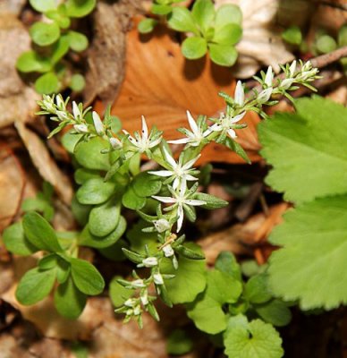 Wild Stonecrop (Sedum ternatum)