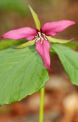 Purple Trillium (Trillium erectum)