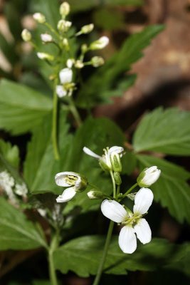 Two Leaved Toothwort (Cardamine Diphylla)
