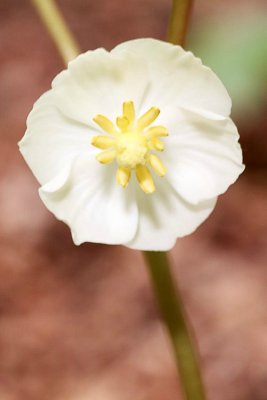 Mayapple (Podophyllum peltatum)