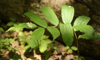 False Solomons Seal (Maianthemum racemosum)