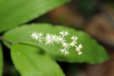 False Solomons Seal (Maianthemum racemosum)
