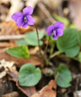 Viola sp.