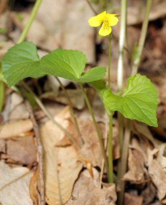 Viola sp.