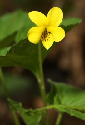 Viola sp.