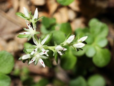 Wild Stonecrop (Sedum ternatum)