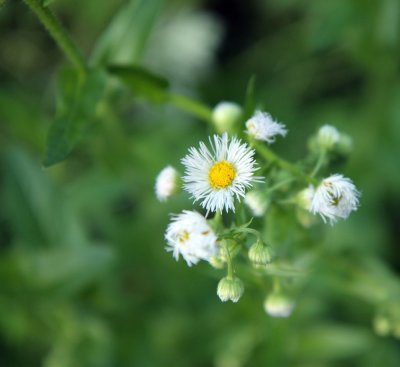 Fleabane (Erigeron sp.)