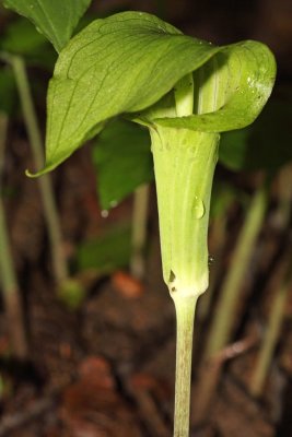 Jack in the Pulpit (Arisaema triphyllum)