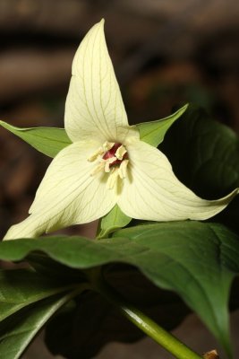 Purple Trillium (Trillium erectum)