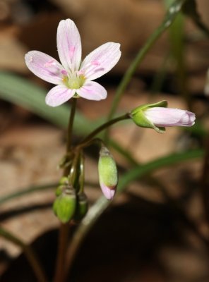 Virginia Spring Beauty (Claytonia virginica)