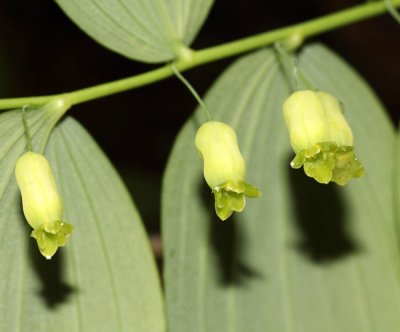 Solomons Seal (Polygonatum sp.)