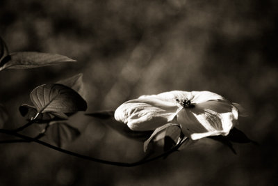 Dogwood (Cornus sp.)