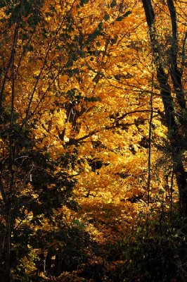 Robin Hill Park