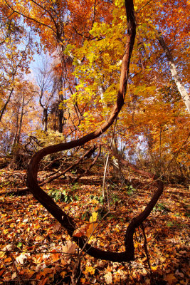Robin Hill Park
