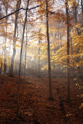 Robin Hill Park