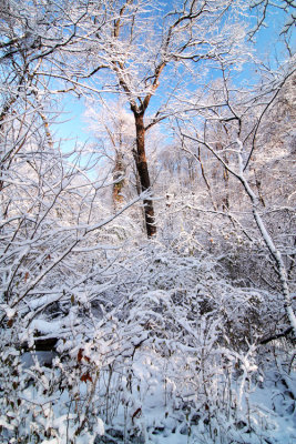Robin Hill Park