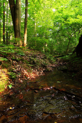 Thorn Run