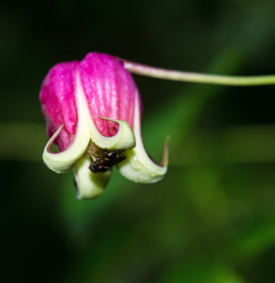 Leatherflower (Clematis viorna)