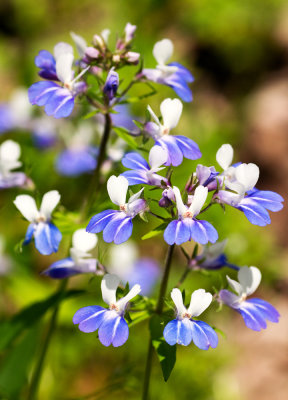 Blue-Eyed Mary (Collinsia verna)
