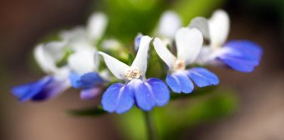 Blue-Eyed Mary (Collinsia verna)