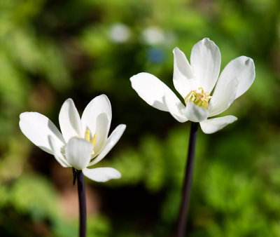 Twinleaf (Jeffersonia diphylla)