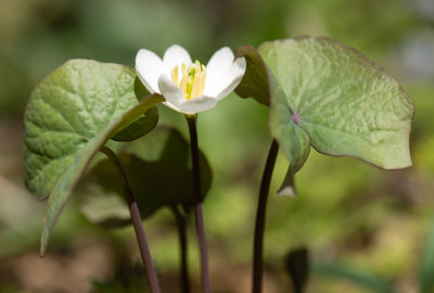 Twinleaf (Jeffersonia diphylla)