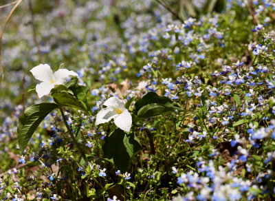 Trillium grandiflorum & Collinsia verna