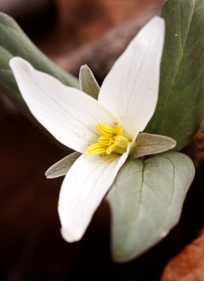 Snow Trillium (Trillium nivale)