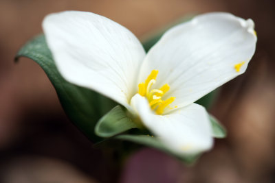 Snow Trillium (Trillium nivale)