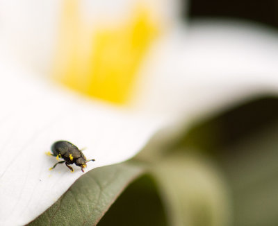 Snow Trillium pollinator?