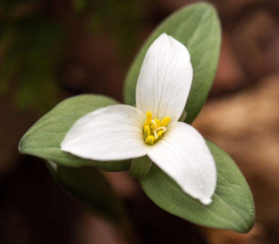 Snow Trillium (Trillium nivale)