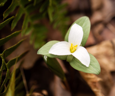 Snow Trillium (Trillium nivale)