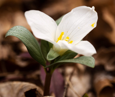 Snow Trillium (Trillium nivale)