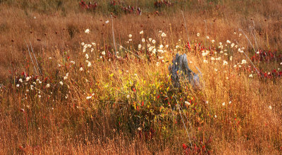 Tawny Cotton Grass (Eriophorum virginicum)