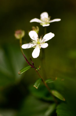 Swamp Dewberry (Rubus hispidus)