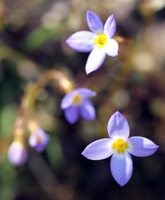 Bluets (Houstonia caerulea)