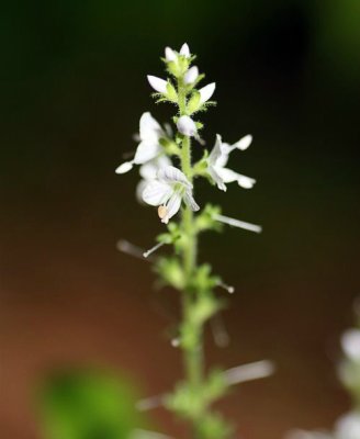 Common Speedwell (Veronica officinalis)