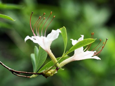 Sweet Azalea (Rhododendron arborescens)