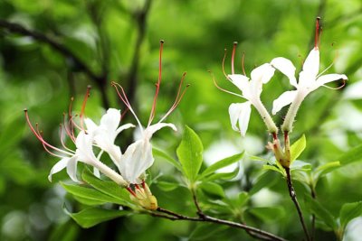 Sweet Azalea (Rhododendron arborescens)